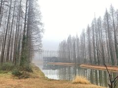 -黄海国家森林公园