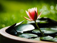 -花开海上生态园