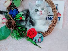 -十年猫舍·猫咪专门店(普陀店)