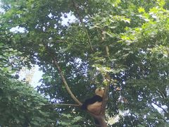 -都江堰中华大熊猫苑