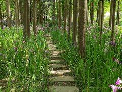 -上海长兴岛郊野公园