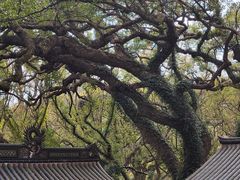 -普陀山风景名胜区-法雨禅寺