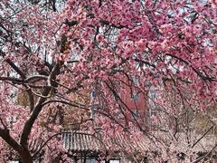 -桃花堤公园