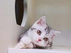 -十年猫舍·猫咪专门店(普陀店)