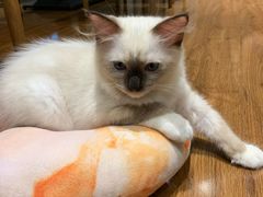 -绒爪撸猫下午茶·猫咖