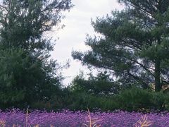 -名花谷生态庄园