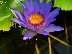 -国家植物园南园