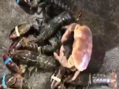 -望海潮海鲜店 特色家常菜(在海一方店)