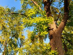 -三里屯东五街银杏大道