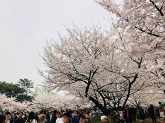 -武汉大学-樱园