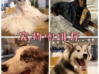 有狗有美食的咖啡厅｜爱狗人士怎么能不去这家店！