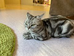 -猫和宫(六道口店)
