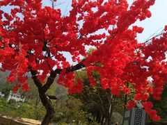 -木兰云雾山
