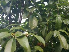 -福缘烤肉王自助(爱琴海-原比尔森店)