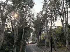 -中澳友谊花园