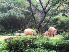 -广州长隆野生动物世界