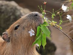 -萃茶师(琅西店)