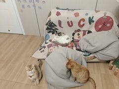 -唐小姐の私宠·宠物洗护美容·撸猫馆·购宠(周浦万达旗舰店)