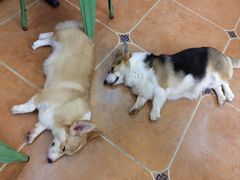 -柯斗斗主题餐厅·狗咖·围炉煮茶·茶饮(国瑞升平里店)