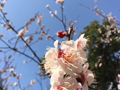 -杭州植物园