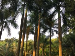 -金花茶公园