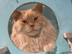 -猫小院猫主题餐厅(三里屯店)
