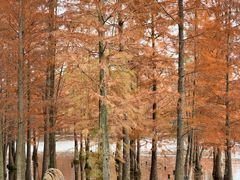 -白鹭湾湿地公园