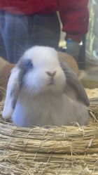 -卡通尼·Safari非洲探索乐园·生日会(金桥国际商业广场店)