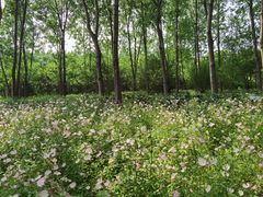 -溱湖国家湿地公园