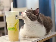 -飞行喵MR PILOT|猫舍·猫咖(静安大融城店)