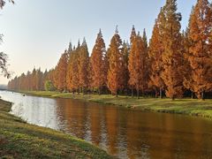 -黄海国家森林公园