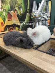 -神奇动物撸宠馆·羊驼·小浣熊·异宠(豫园店)