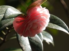 -杭州植物园