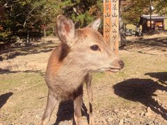 -奈良公园