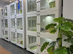 -青奢宠物·青奢猫舍