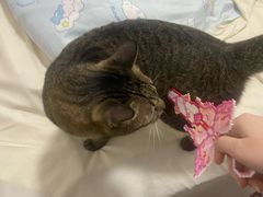 -宠颐生汉谟拉比宠物医院