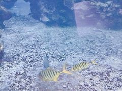 -海棠湾洲际-涛·海底餐厅·美人鱼·自助餐·海底隧道
