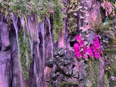 -正佳雨林生态植物园