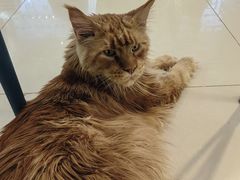 -平行世界·猫咖(首经贸店)