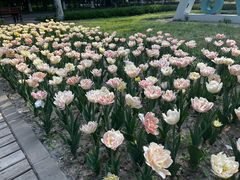 -朝阳公园