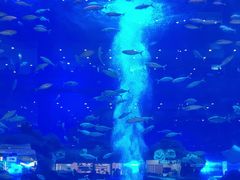 -成都浩海立方海洋公园