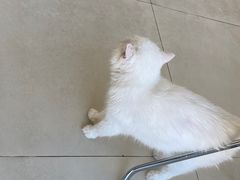 -怪兽屋·羊驼·猫咖·狗咖(俊华广场店)