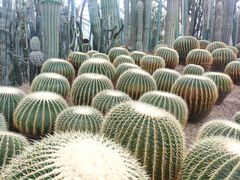 -南山植物园