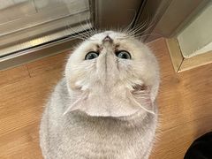 -MOYOYO猫咪咖啡店