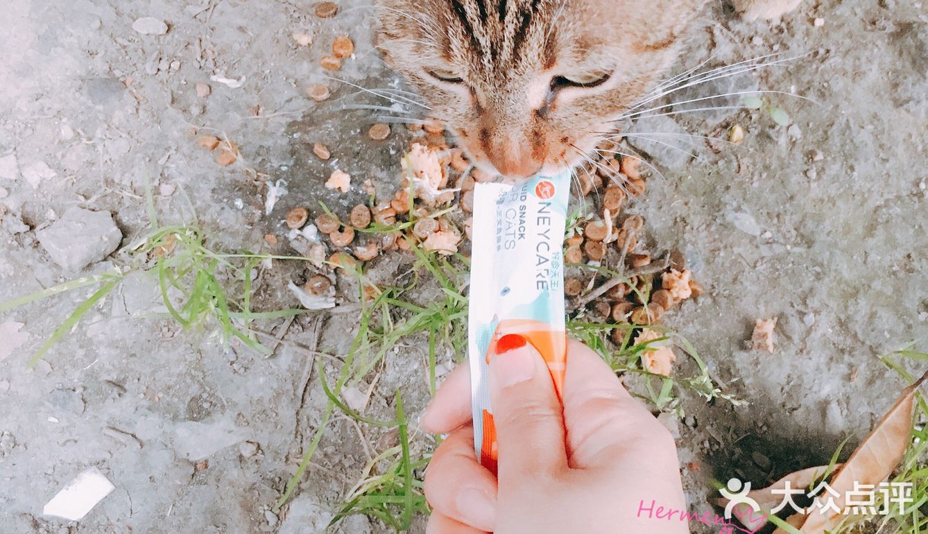 honeycare猫条测试