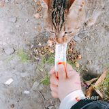 honeycare猫条测试