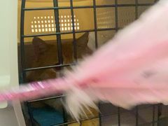 -瑞派·关忠动物医院·猫专科·犬专科(三环新城店)