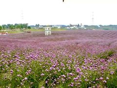 -紫颐香薰山谷景区