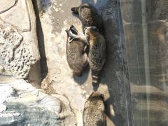 -灵玲国际马戏城