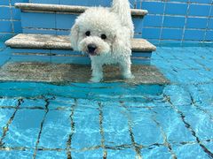 -趣玩宠物乐园寄养训犬训狗游泳池